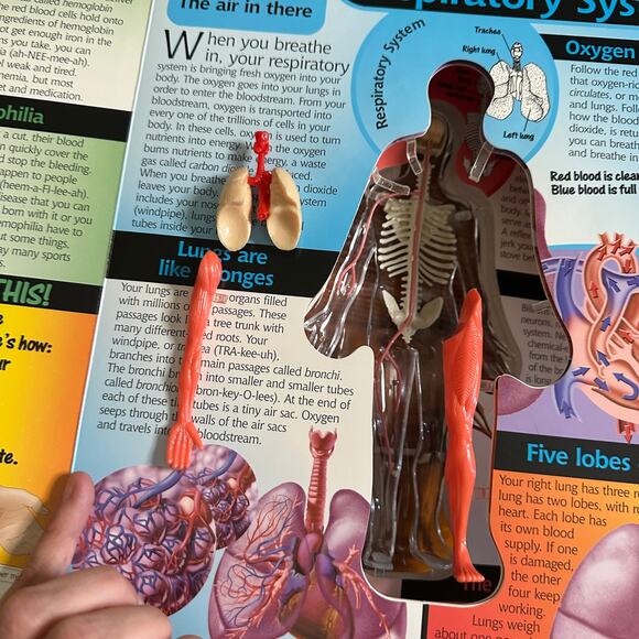 Vintage 2002 Uncover HUMAN BODY 3-D Anatomy Hardcover Book - Picture 8 of 12